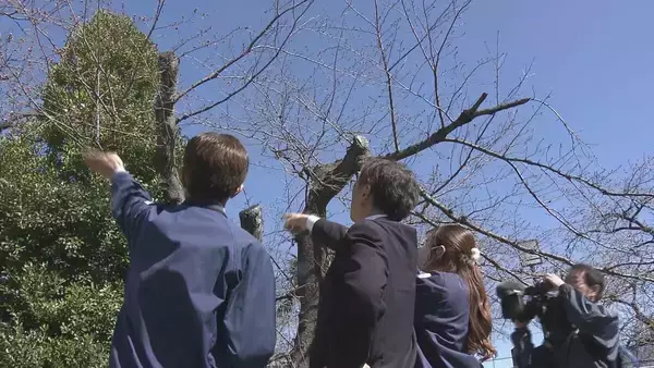 全国トップ 岐阜と高知で桜開花 ｢ことしは早い｣ 岐阜は平年･去年と比べ9日早く 2023年などと並び観測史上最も早い