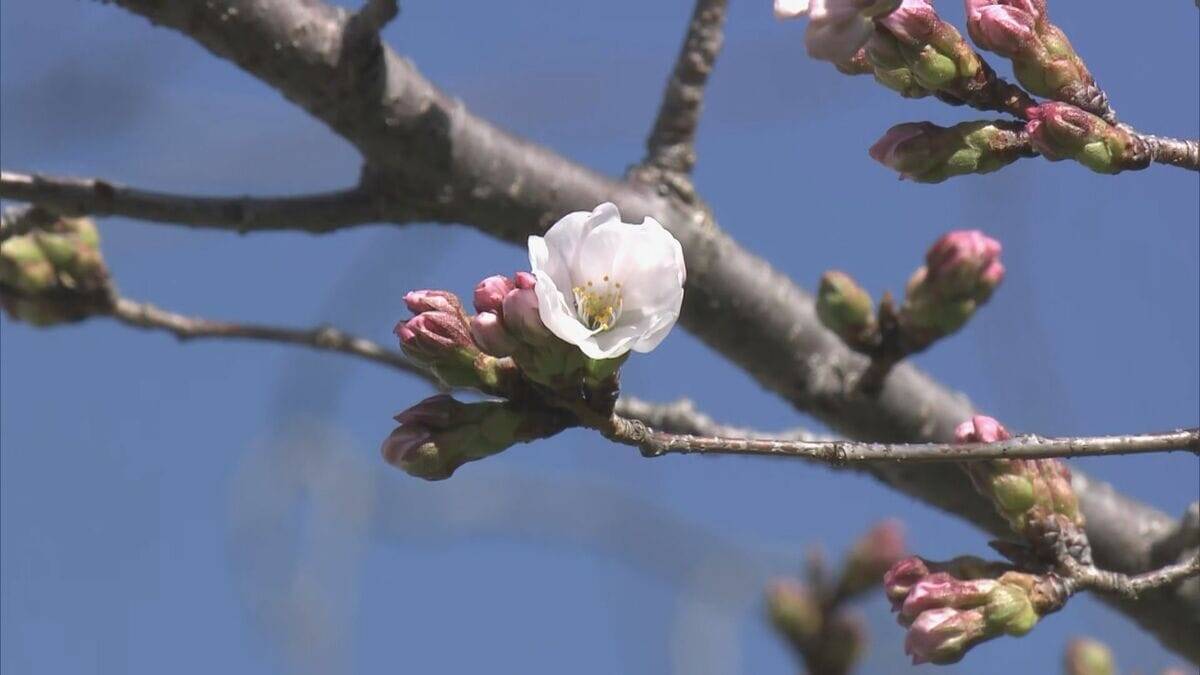 全国トップ 岐阜と高知で桜開花 ｢ことしは早い｣ 岐阜は平年･去年と比べ9日早く 2023年などと並び観測史上最も早い