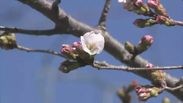 「全国トップ 岐阜と高知で桜開花 ｢ことしは早い｣ 岐阜は平年･去年と比べ9日早く 2023年などと並び観測史上最も早い」の画像
