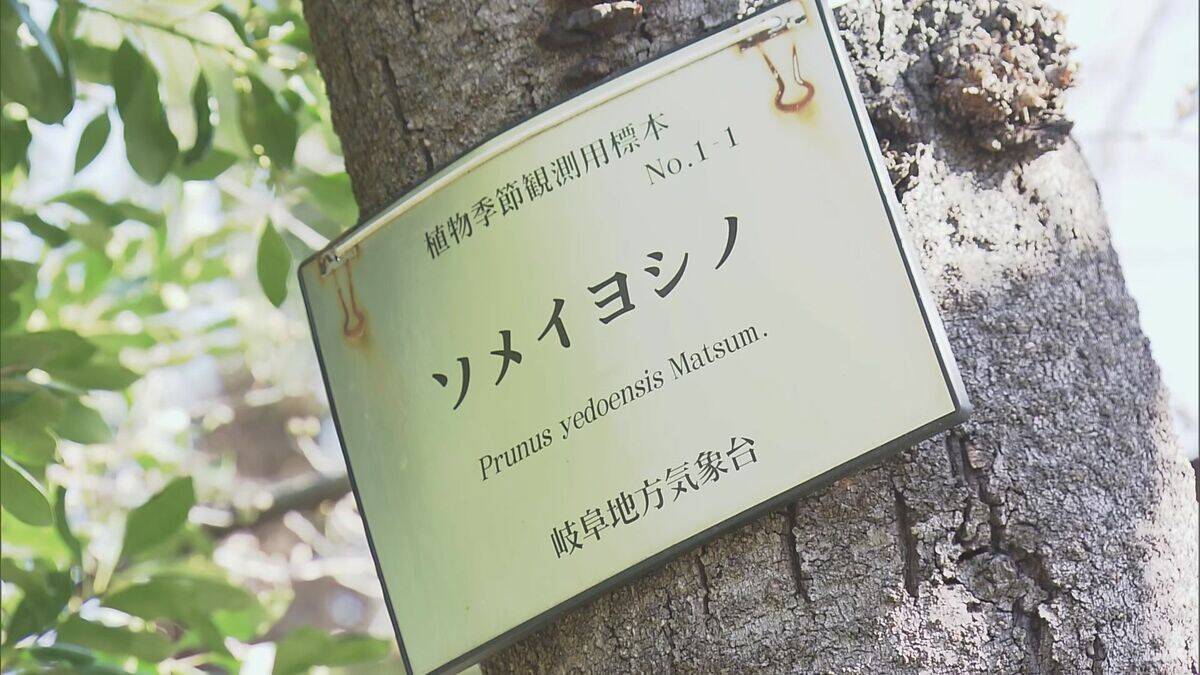 全国トップ 岐阜と高知で桜開花 ｢ことしは早い｣ 岐阜は平年･去年と比べ9日早く 2023年などと並び観測史上最も早い