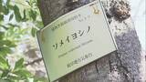 「全国トップ 岐阜と高知で桜開花 ｢ことしは早い｣ 岐阜は平年･去年と比べ9日早く 2023年などと並び観測史上最も早い」の画像3