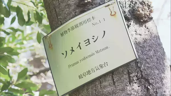 「全国トップ 岐阜と高知で桜開花 ｢ことしは早い｣ 岐阜は平年･去年と比べ9日早く 2023年などと並び観測史上最も早い」の画像