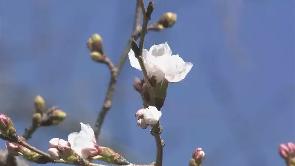 「全国トップ 岐阜と高知で桜開花 ｢ことしは早い｣ 岐阜は平年･去年と比べ9日早く 2023年などと並び観測史上最も早い」の画像