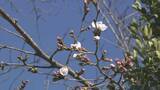 「全国トップ 岐阜と高知で桜開花 ｢ことしは早い｣ 岐阜は平年･去年と比べ9日早く 2023年などと並び観測史上最も早い」の画像5