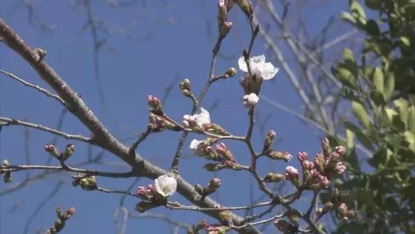 「全国トップ 岐阜と高知で桜開花 ｢ことしは早い｣ 岐阜は平年･去年と比べ9日早く 2023年などと並び観測史上最も早い」の画像