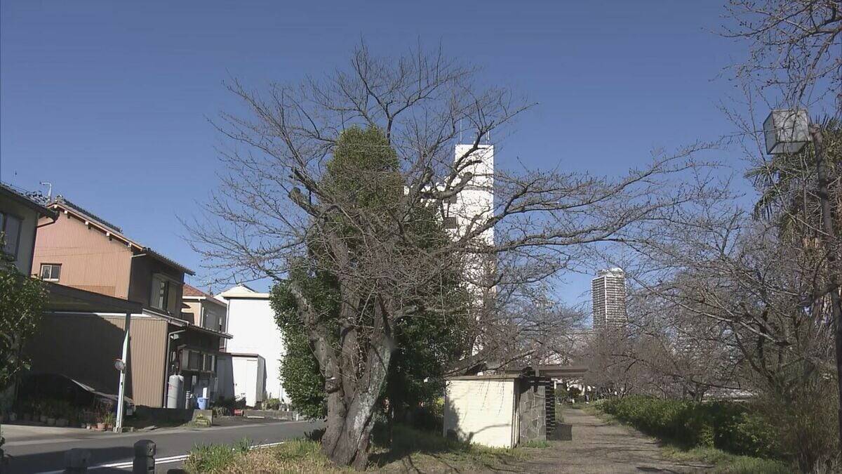 全国トップ 岐阜と高知で桜開花 ｢ことしは早い｣ 岐阜は平年･去年と比べ9日早く 2023年などと並び観測史上最も早い