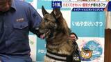 「大型犬のイメージから一転… トイプードルなど小さくてかわいい警察犬が増加 全国の9割が“嘱託” 小型犬の採用が増えた理由とは」の画像1