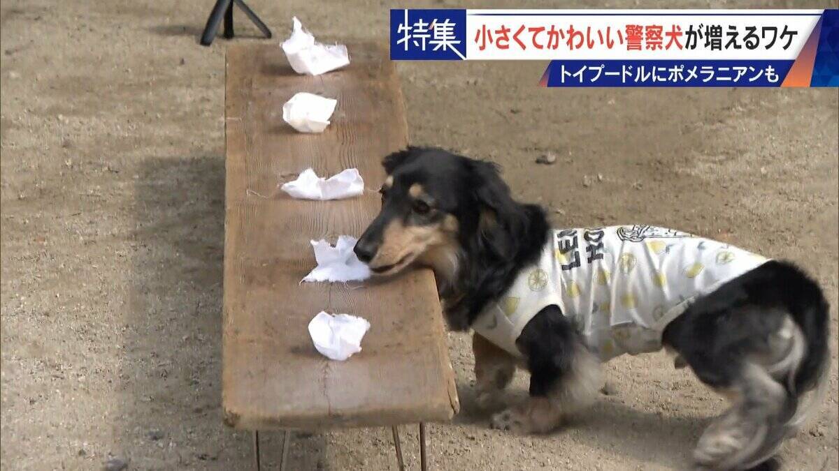大型犬のイメージから一転… トイプードルなど小さくてかわいい警察犬が増加 全国の9割が“嘱託” 小型犬の採用が増えた理由とは