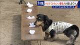 「大型犬のイメージから一転… トイプードルなど小さくてかわいい警察犬が増加 全国の9割が“嘱託” 小型犬の採用が増えた理由とは」の画像11