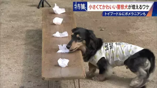 「大型犬のイメージから一転… トイプードルなど小さくてかわいい警察犬が増加 全国の9割が“嘱託” 小型犬の採用が増えた理由とは」の画像