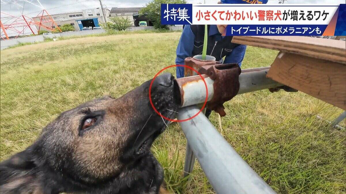 大型犬のイメージから一転… トイプードルなど小さくてかわいい警察犬が増加 全国の9割が“嘱託” 小型犬の採用が増えた理由とは