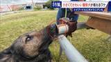 「大型犬のイメージから一転… トイプードルなど小さくてかわいい警察犬が増加 全国の9割が“嘱託” 小型犬の採用が増えた理由とは」の画像2