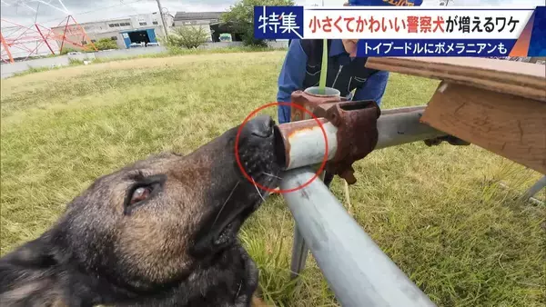 「大型犬のイメージから一転… トイプードルなど小さくてかわいい警察犬が増加 全国の9割が“嘱託” 小型犬の採用が増えた理由とは」の画像