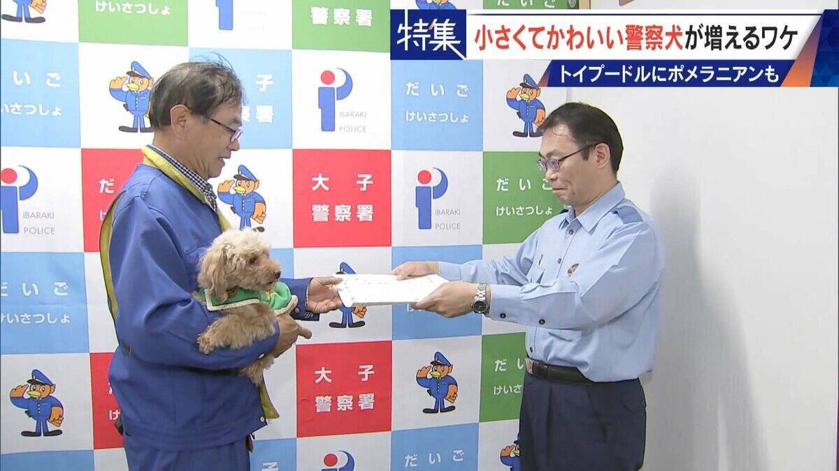大型犬のイメージから一転… トイプードルなど小さくてかわいい警察犬が増加 全国の9割が“嘱託” 小型犬の採用が増えた理由とは