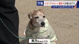 「大型犬のイメージから一転… トイプードルなど小さくてかわいい警察犬が増加 全国の9割が“嘱託” 小型犬の採用が増えた理由とは」の画像5