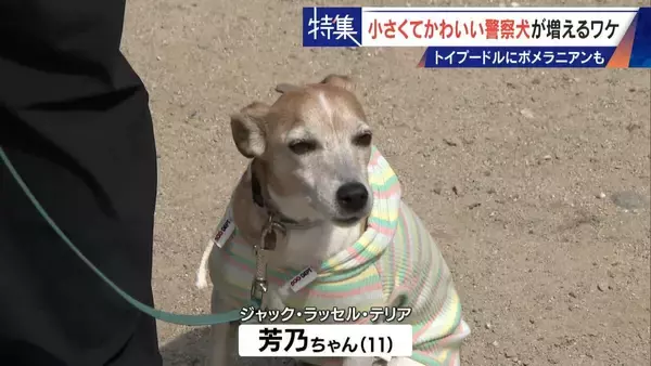「大型犬のイメージから一転… トイプードルなど小さくてかわいい警察犬が増加 全国の9割が“嘱託” 小型犬の採用が増えた理由とは」の画像