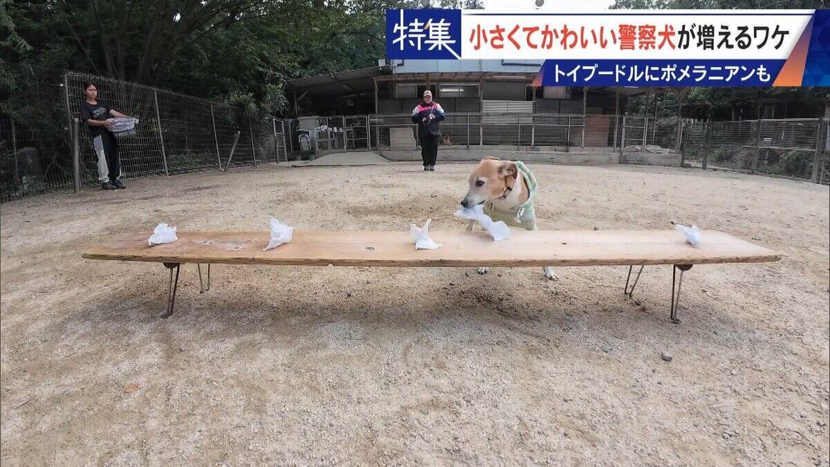大型犬のイメージから一転… トイプードルなど小さくてかわいい警察犬が増加 全国の9割が“嘱託” 小型犬の採用が増えた理由とは