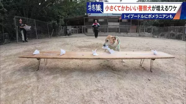 「大型犬のイメージから一転… トイプードルなど小さくてかわいい警察犬が増加 全国の9割が“嘱託” 小型犬の採用が増えた理由とは」の画像