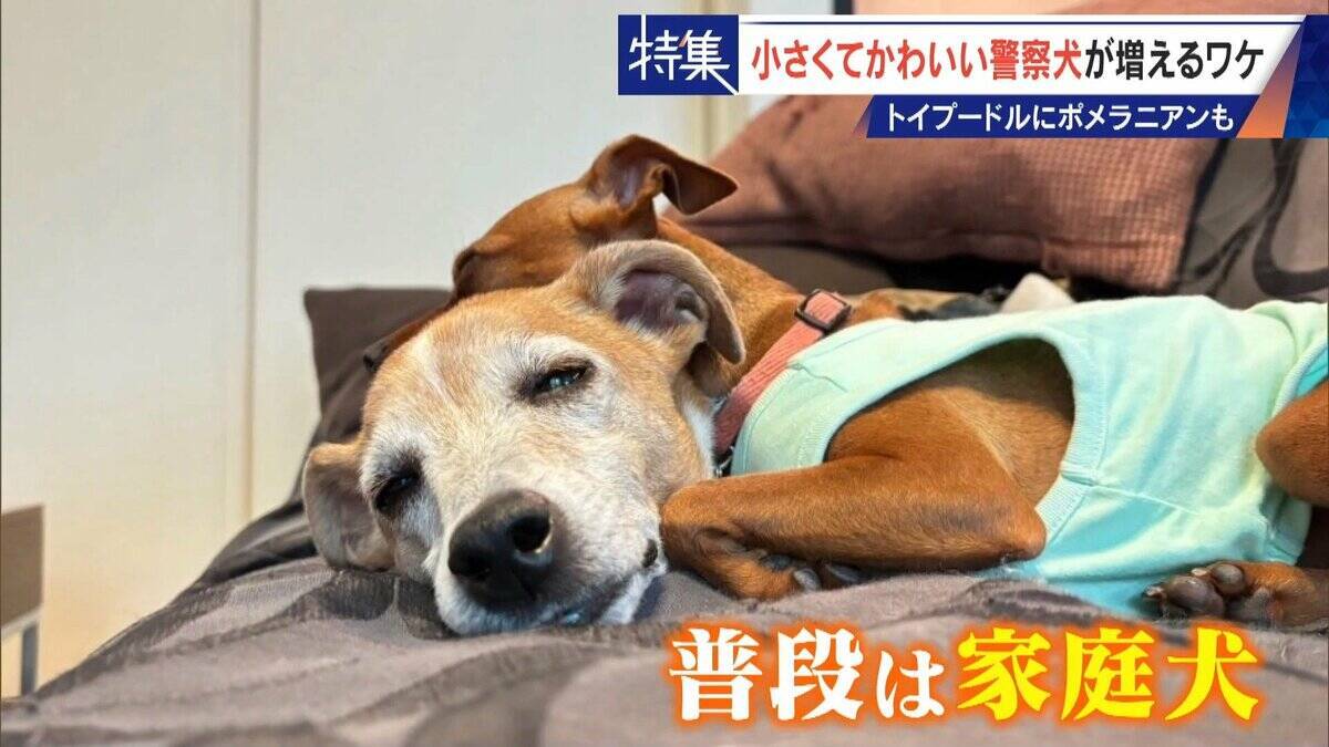大型犬のイメージから一転… トイプードルなど小さくてかわいい警察犬が増加 全国の9割が“嘱託” 小型犬の採用が増えた理由とは