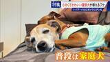「大型犬のイメージから一転… トイプードルなど小さくてかわいい警察犬が増加 全国の9割が“嘱託” 小型犬の採用が増えた理由とは」の画像7