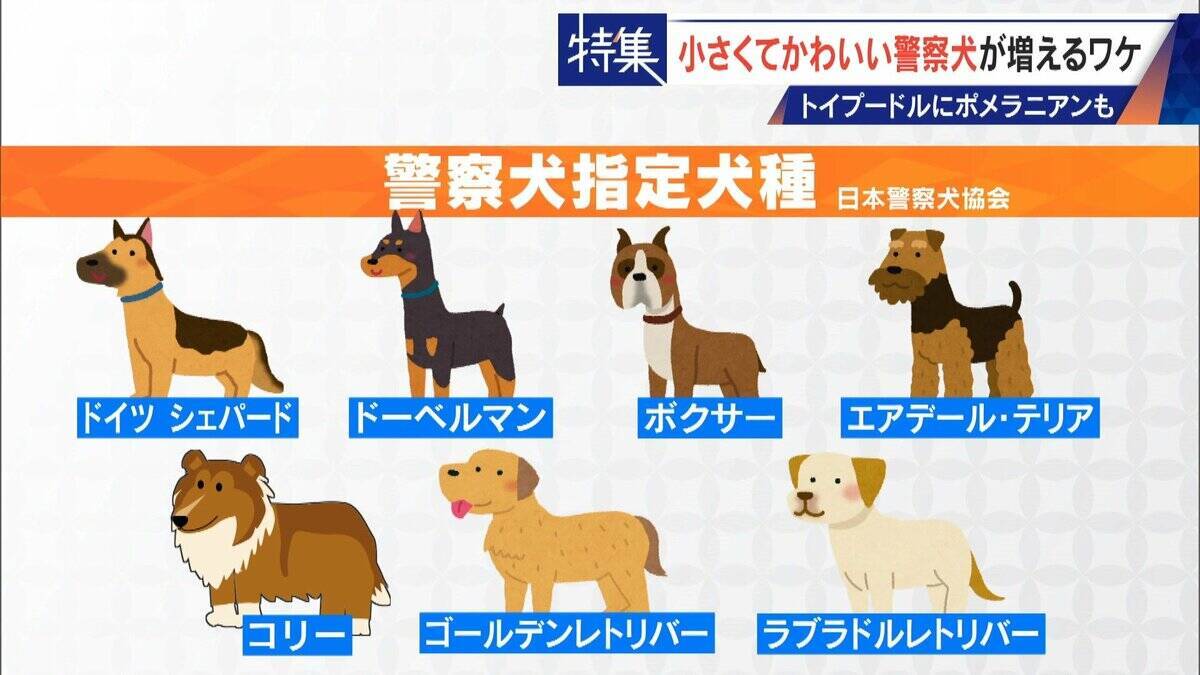 大型犬のイメージから一転… トイプードルなど小さくてかわいい警察犬が増加 全国の9割が“嘱託” 小型犬の採用が増えた理由とは