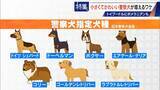 「大型犬のイメージから一転… トイプードルなど小さくてかわいい警察犬が増加 全国の9割が“嘱託” 小型犬の採用が増えた理由とは」の画像8
