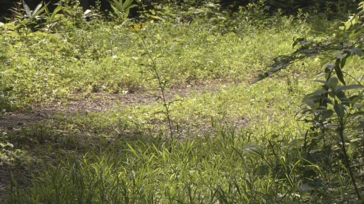 ｢仰向けで倒れたところガブガブと…｣ 岐阜･高山市でランニング中の男性がクマに襲われケガ 東海地方で今年度初めてのクマ被害