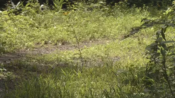 「｢仰向けで倒れたところガブガブと…｣ 岐阜･高山市でランニング中の男性がクマに襲われケガ 東海地方で今年度初めてのクマ被害」の画像