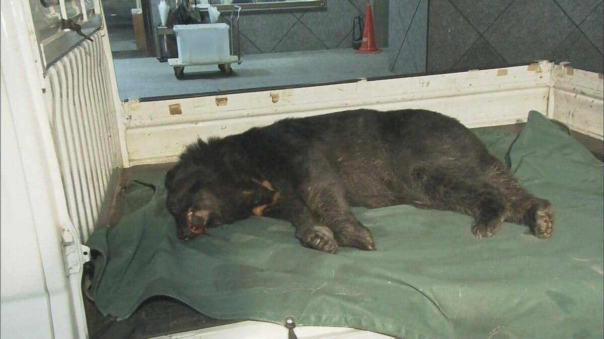 ｢仰向けで倒れたところガブガブと…｣ 岐阜･高山市でランニング中の男性がクマに襲われケガ 東海地方で今年度初めてのクマ被害