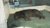「｢仰向けで倒れたところガブガブと…｣ 岐阜･高山市でランニング中の男性がクマに襲われケガ 東海地方で今年度初めてのクマ被害」の画像4