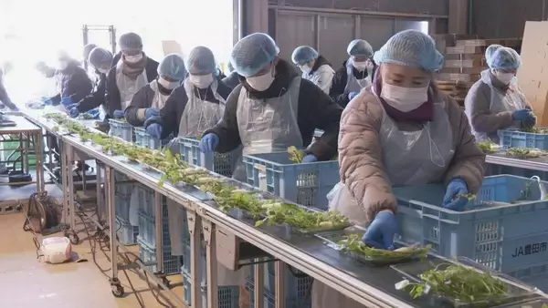 「春の七草」出荷はじまる 1月7日朝に“おかゆ”に入れて食べ無病息災を祈る 愛知･豊田市