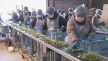 「春の七草」出荷はじまる 1月7日朝に“おかゆ”に入れて食べ無病息災を祈る 愛知･豊田市