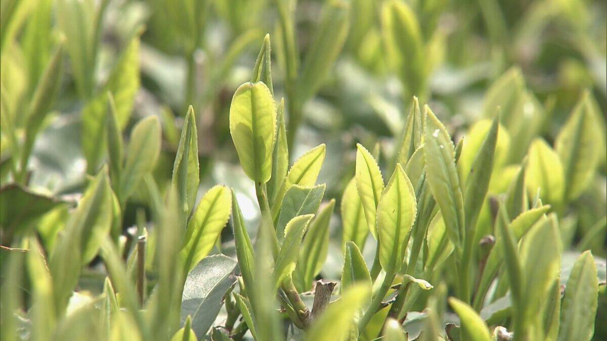 悪化する中東情勢 原油高騰が懸念され… 三重県知事は“必要に応じて対策を急ぐ考え” 伊勢茶や松阪牛など輸出できず