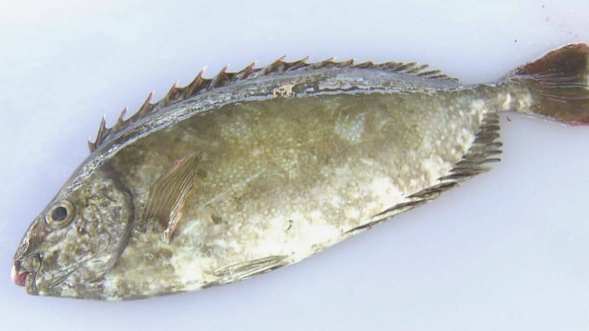 “海の厄介者”アイゴ つくねや天ぷらなどにして約100人に振る舞われる ｢おいしい｣｢フワフワ…｣有効活用めざし商工会の有志らがレシピ開発 愛知･田原市