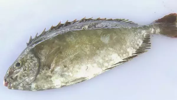 「“海の厄介者”アイゴ つくねや天ぷらなどにして約100人に振る舞われる ｢おいしい｣｢フワフワ…｣有効活用めざし商工会の有志らがレシピ開発 愛知･田原市」の画像