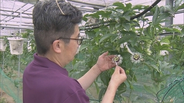 暑さに強いパッションフルーツ栽培も… 適正温度は25℃ ｢暑くなり過ぎても影響出る｣ “熱帯フルーツ”試験栽培 三重･南伊勢町