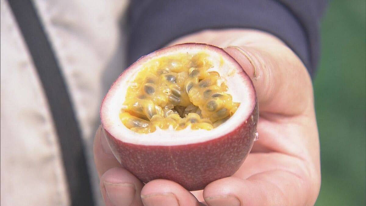 暑さに強いパッションフルーツ栽培も… 適正温度は25℃ ｢暑くなり過ぎても影響出る｣ “熱帯フルーツ”試験栽培 三重･南伊勢町