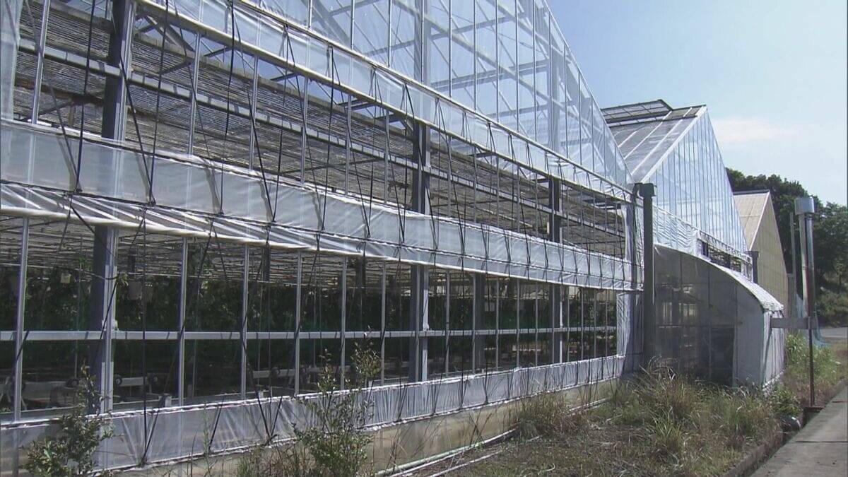 暑さに強いパッションフルーツ栽培も… 適正温度は25℃ ｢暑くなり過ぎても影響出る｣ “熱帯フルーツ”試験栽培 三重･南伊勢町