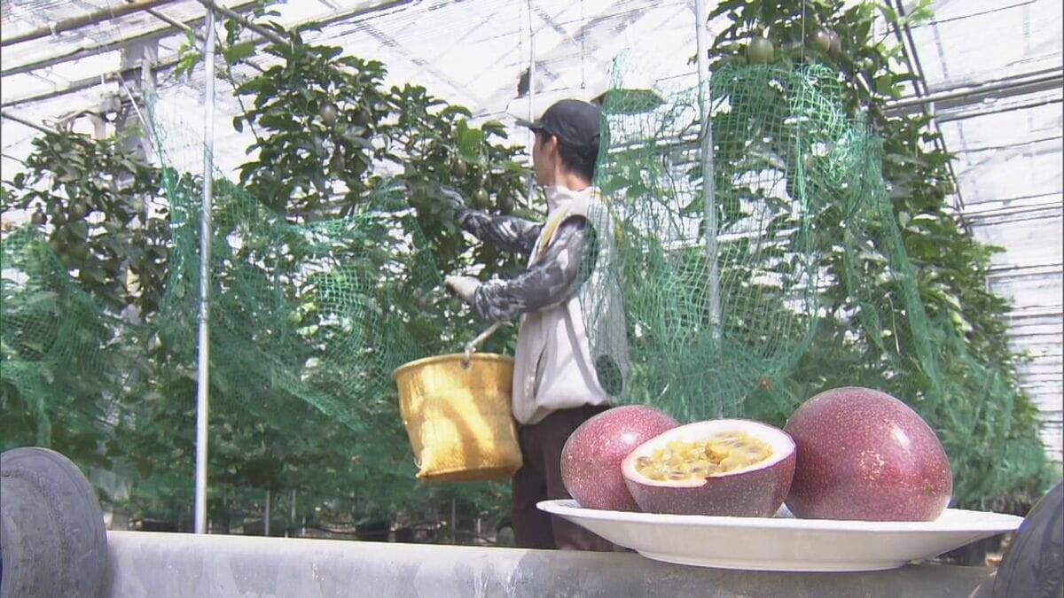 暑さに強いパッションフルーツ栽培も… 適正温度は25℃ ｢暑くなり過ぎても影響出る｣ “熱帯フルーツ”試験栽培 三重･南伊勢町
