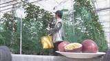 「暑さに強いパッションフルーツ栽培も… 適正温度は25℃ ｢暑くなり過ぎても影響出る｣ “熱帯フルーツ”試験栽培 三重･南伊勢町」の画像8