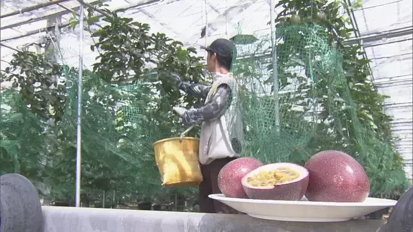 「暑さに強いパッションフルーツ栽培も… 適正温度は25℃ ｢暑くなり過ぎても影響出る｣ “熱帯フルーツ”試験栽培 三重･南伊勢町」の画像