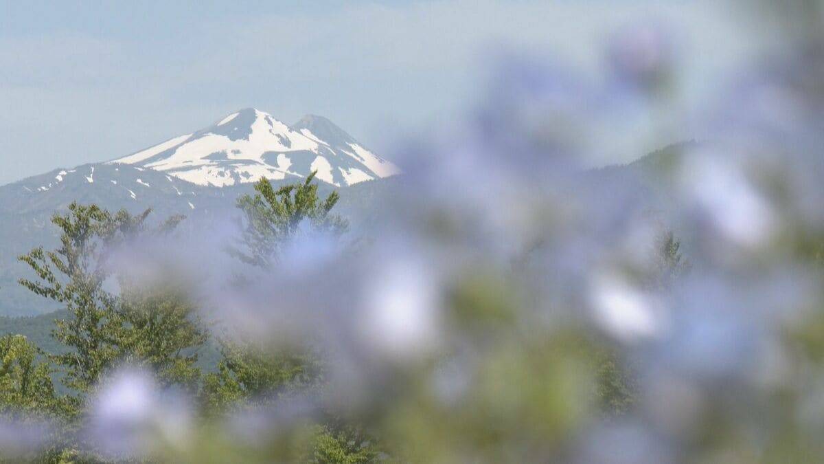 “青の風景”が一面に 標高約1000ｍで｢ネモフィラ｣見頃 遠くの白山連峰にはまだ雪が… 岐阜･郡上市のひるがの高原 牧歌の里