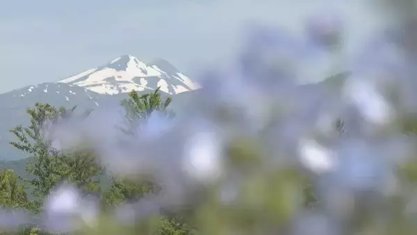 「“青の風景”が一面に 標高約1000ｍで｢ネモフィラ｣見頃 遠くの白山連峰にはまだ雪が… 岐阜･郡上市のひるがの高原 牧歌の里」の画像