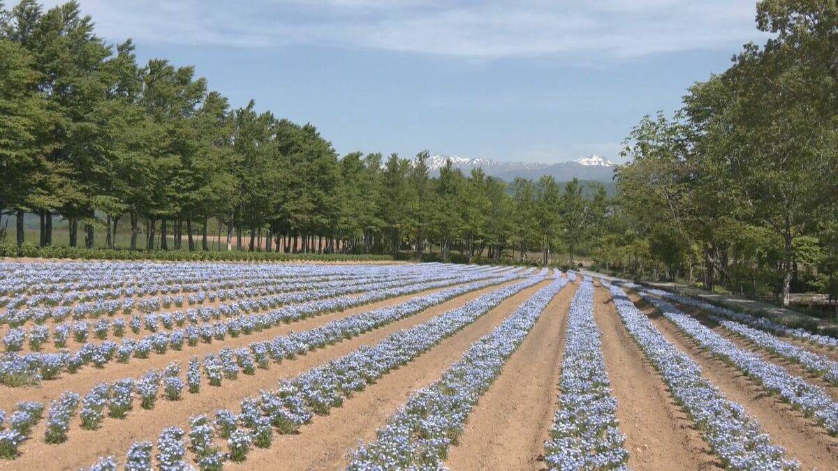 “青の風景”が一面に 標高約1000ｍで｢ネモフィラ｣見頃 遠くの白山連峰にはまだ雪が… 岐阜･郡上市のひるがの高原 牧歌の里