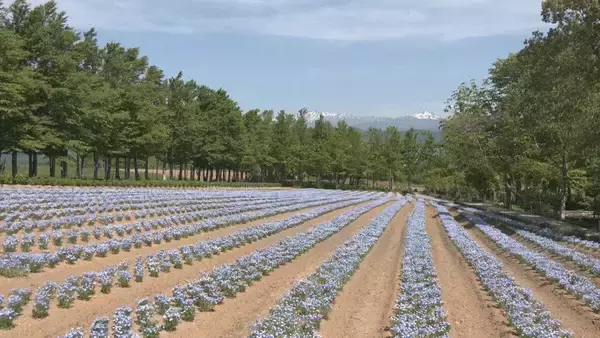 「“青の風景”が一面に 標高約1000ｍで｢ネモフィラ｣見頃 遠くの白山連峰にはまだ雪が… 岐阜･郡上市のひるがの高原 牧歌の里」の画像