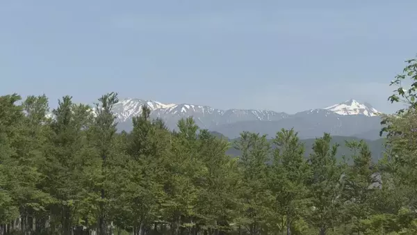 「“青の風景”が一面に 標高約1000ｍで｢ネモフィラ｣見頃 遠くの白山連峰にはまだ雪が… 岐阜･郡上市のひるがの高原 牧歌の里」の画像