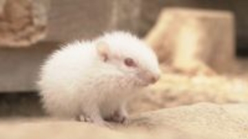 “真っ白なリス” 先天的に黒い色素がない｢アルビノ｣か 1994年の開園以来初 岐阜･高山市の｢リスの森｣
