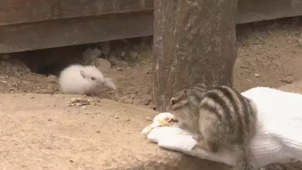 「“真っ白なリス” 先天的に黒い色素がない｢アルビノ｣か 1994年の開園以来初 岐阜･高山市の｢リスの森｣【画像】」の画像