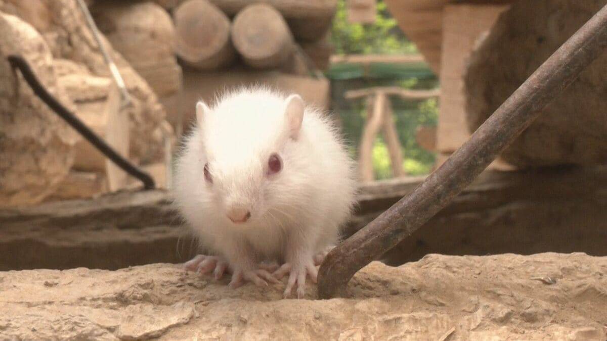 “真っ白なリス” 先天的に黒い色素がない｢アルビノ｣か 1994年の開園以来初 岐阜･高山市の｢リスの森｣【画像】