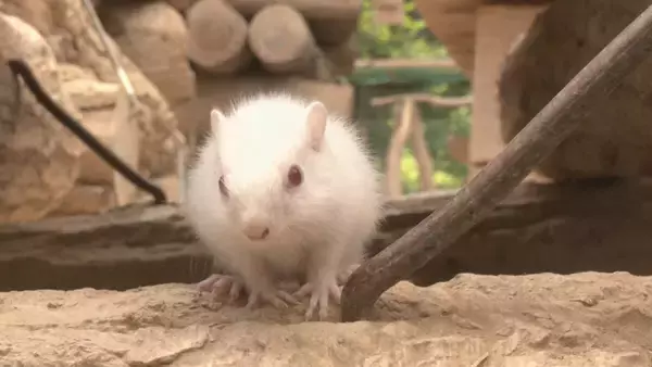 「“真っ白なリス” 先天的に黒い色素がない｢アルビノ｣か 1994年の開園以来初 岐阜･高山市の｢リスの森｣【画像】」の画像